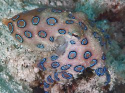 Deadly but oh, so cute! Blue-ring octopus taken in Kapala... by Beverly Speed 